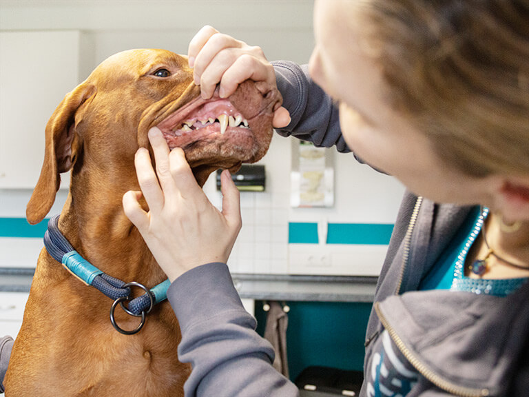 Zahnbehandlung eines Hundes in der Tierarztpraxis Willer